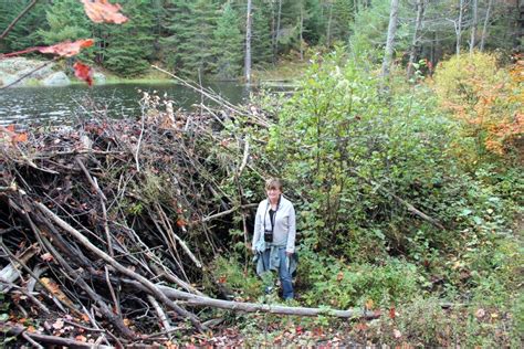 Beaver Boardwalk Blog: Tallest Beaver Dam?