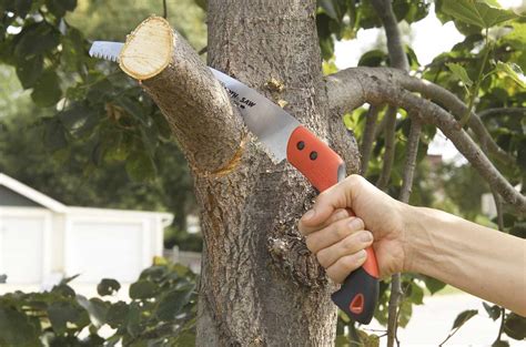 How to Prune Trees | Better Homes & Gardens