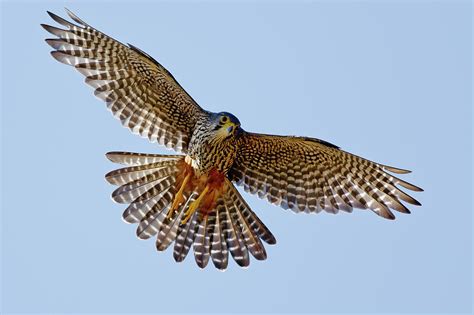 New Zealand Falcon Photograph by Andy Trowbridge