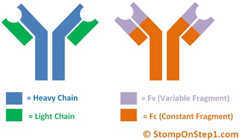 Antibody Structure/Activity & Autoantibodies | Stomp On Step1