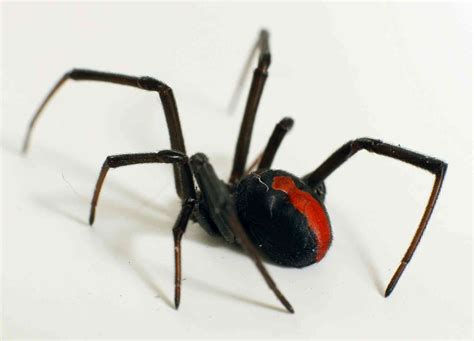 Hidden housemates: the Australian redback spider