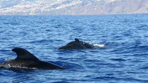 Whale Watching - Visit Madeira | Madeira Islands Tourism Board official ...