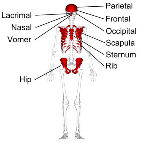 Long Bones In The Human Skeleton | MedicineBTG.com