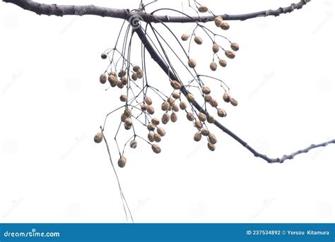 Chinaberry Fruits and Leaves. Stock Photo - Image of herbal, bark ...