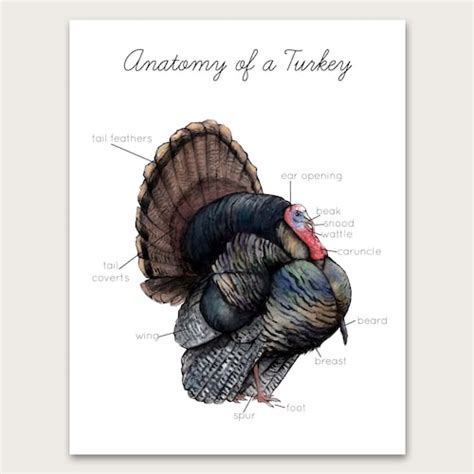 Wild Turkey Anatomy Poster/art Print - Etsy