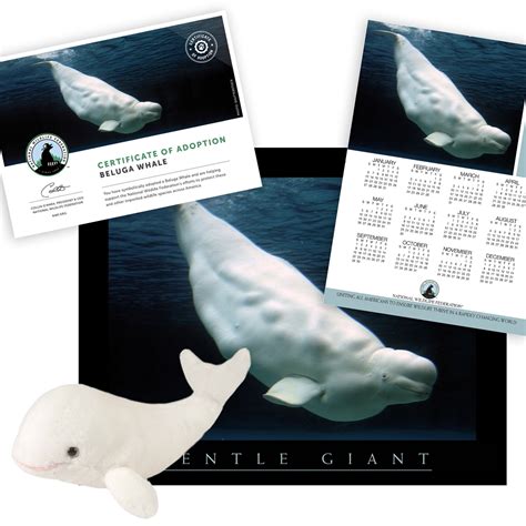 Adopt a Beluga Whale