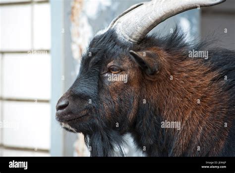 Sheep ram horns merino hi-res stock photography and images - Alamy