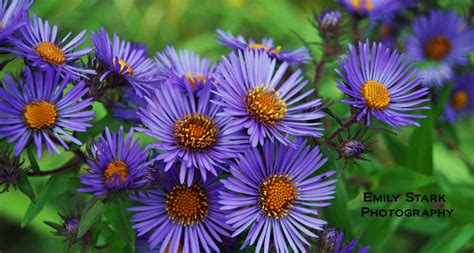 Wild Aster