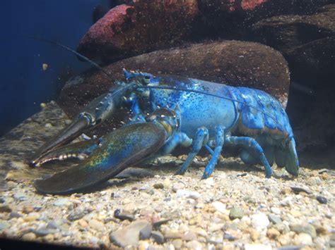 Kuweight 64: RARE BLUE LOBSTER CAUGHT IN PRINCE EDWARD ISLAND CANADA