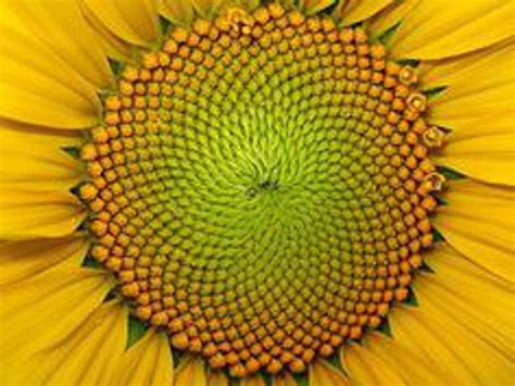 7 Beautiful Examples Of The Fibonacci Sequence In Nature | Fibonacci sequence in nature ...