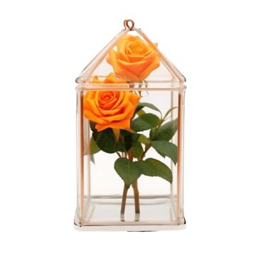 Orange Rose In The Glass House For Valentine Day, Fresh Flowers, Rose Garden, Valentine Rose PNG ...