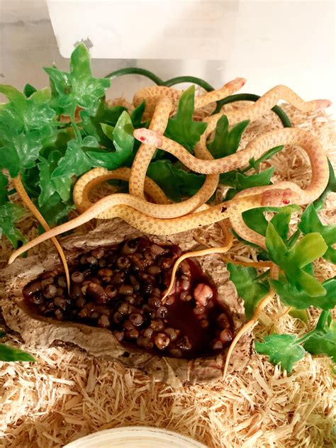 Garter snake food question : GarterSnakes