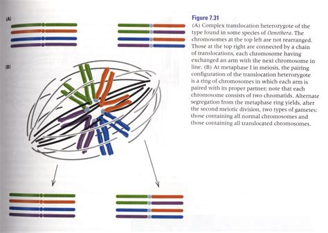 Telocentric Chromosome