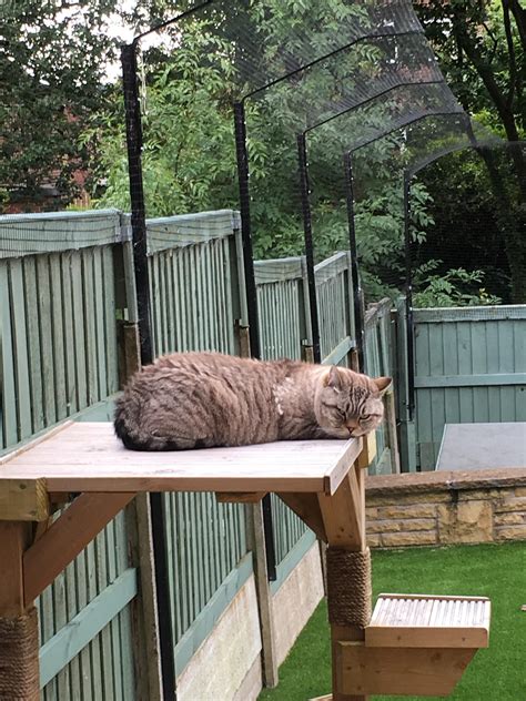 Steel Fence Extension | Cat fence, Cat enclosure, Outdoor cat enclosure