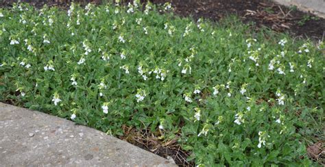 identification - What is this white-flowered ground cover plant? - Gardening & Landscaping Stack ...