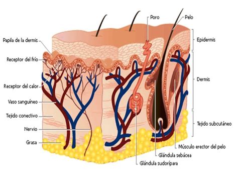 Imágenes del sistema tegumentario - Cuerpo humano