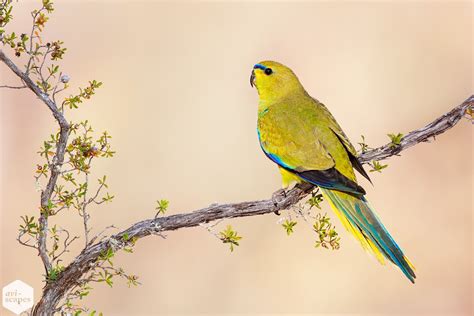 Elegant Parrots Archives - Aviscapes