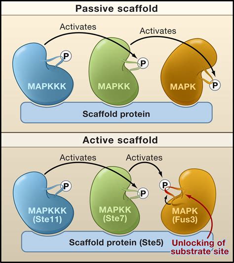 A MAPK Scaffold Lends a Helping Hand: Cell