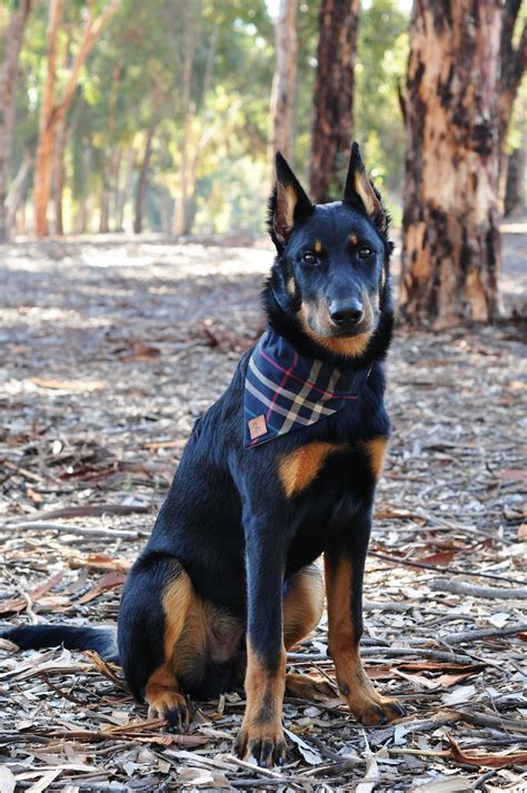 Beauceron puppy 5 mo | Beautiful dogs, Dog breeds, Pretty dogs
