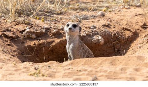 908 Mongoose Burrow Images, Stock Photos & Vectors | Shutterstock