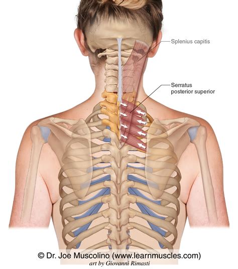 serratus posterior superior cadaver - animeGlowArtDrawingKimetsuNoYaiba