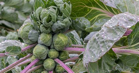 15 of the Best Brussels Sprout Varieties | Gardener’s Path