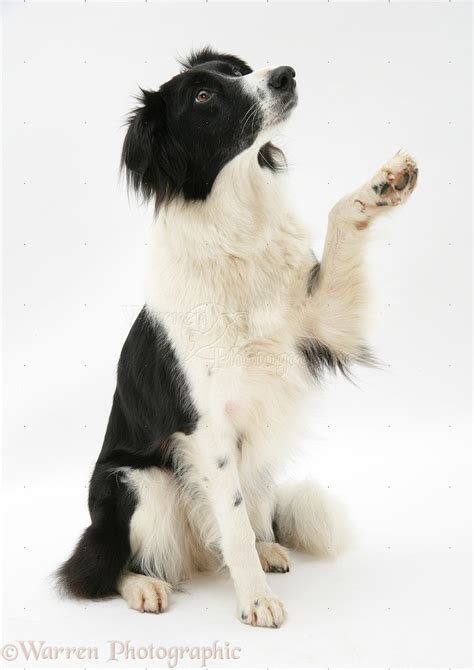 Dog: Border Collie holding up paw photo WP17483