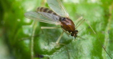 Gnat Lifespan: How Long Do Gnats Live? - A-Z Animals