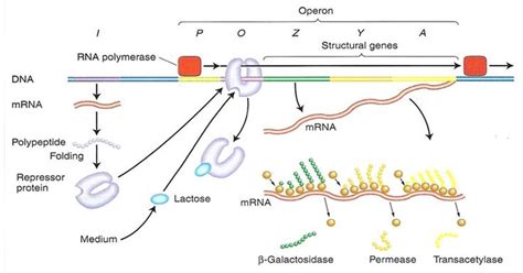 Lac operon- Definition, structure, Inducers, diagram | Regulation of ...