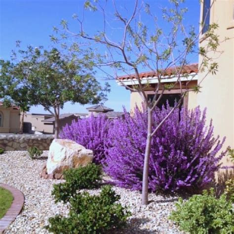 Texas Sage in bloom | Landscaping shrubs, Texas landscaping, Front yard landscaping