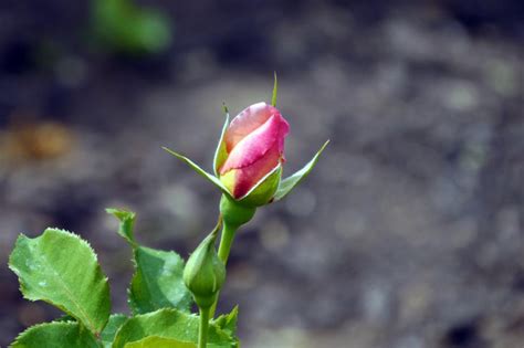 Free Stock Photo of First Red Rose Bud | Download Free Images and Free Illustrations