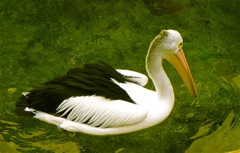 Pelican | Taxonomy, Habitat, Description, & Facts | Britannica