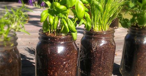 How to Grow Herbs in Mason Jars | Livin' the Crunchy Life