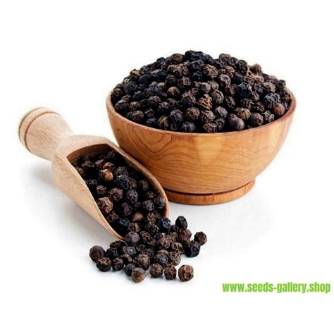 Black Pepper Seeds (Piper nigrum) - Price €1.95