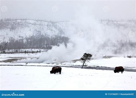 Herd Buffalo in Yellowstone NP Stock Image - Image of rocky, river ...