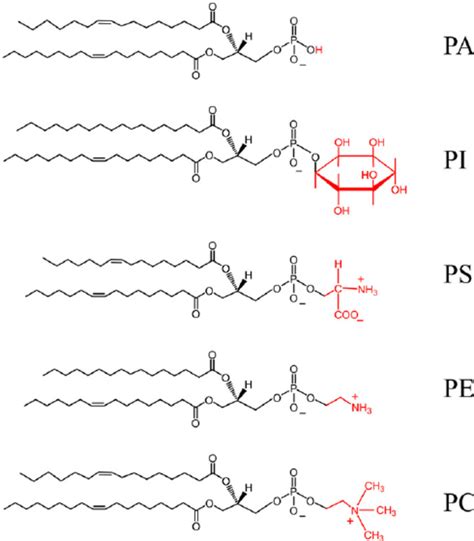 Phospholipid General Structure