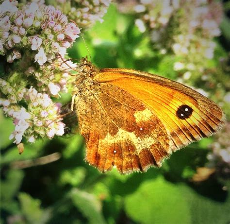 Gatekeeper Butterfly on Mint Moth, Insects, Butterfly, Butterflies