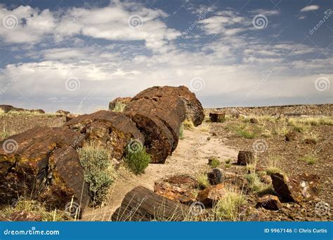 Petrified Log stock photo. Image of scenery, rocky, park - 9967146