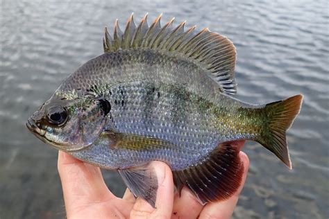 Bluegill | Mexico – Fish, Birds, Crabs, Marine Life, Shells and ...