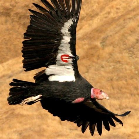 Field Notes: Mapping condor conservation strategies