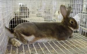 How big should my rabbit cage be? – Everything Rabbit