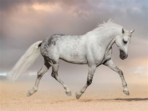 Horse Symbolism & Horse Spirit Animal - Wild Gratitude