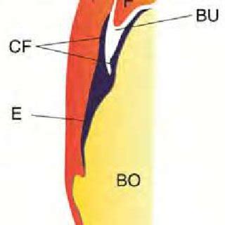 A diagrammatic representation of an enthesis organ, modeled on that of... | Download Scientific ...