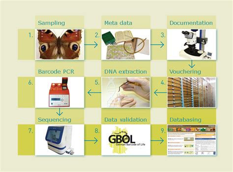 What is DNA Barcoding? – German Barcode of Life