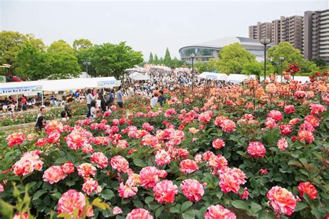 Fukuyama Rose Festival | Wa Sakura