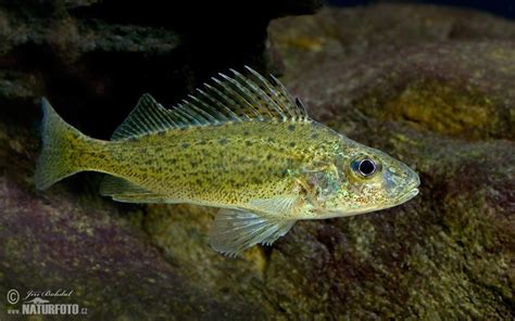 Ruffe Photos, Ruffe Images, Nature Wildlife Pictures | NaturePhoto