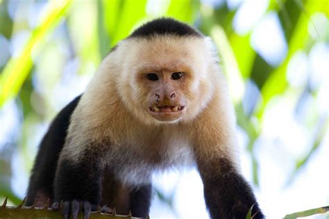 19 Fascinating Capuchin Monkey Facts - Facts.net