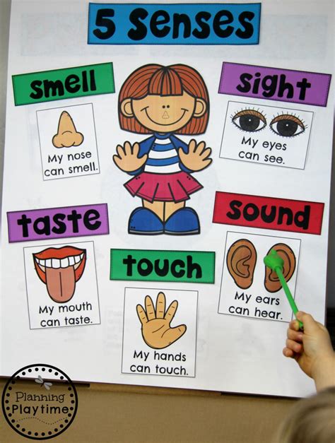 5 Senses - Planning Playtime | Five senses preschool, Senses preschool, Preschool charts