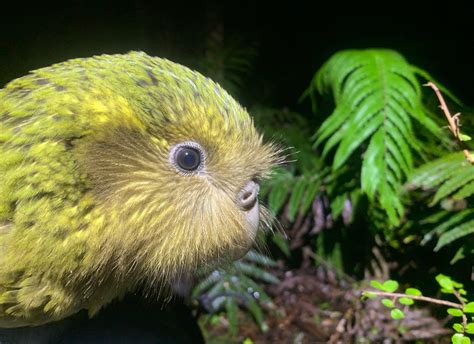 Conservation scientists are using cutting-edge tech to save the kakapo — Quartz