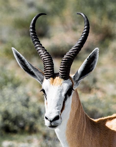 Gazelle Portrait Horns - Free photo on Pixabay - Pixabay